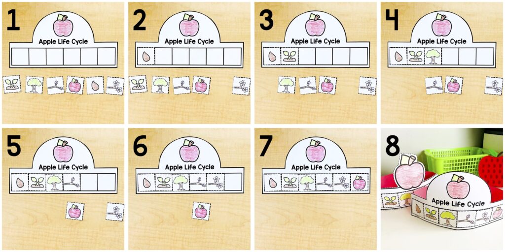 apple life cycle crown for kindergarten
