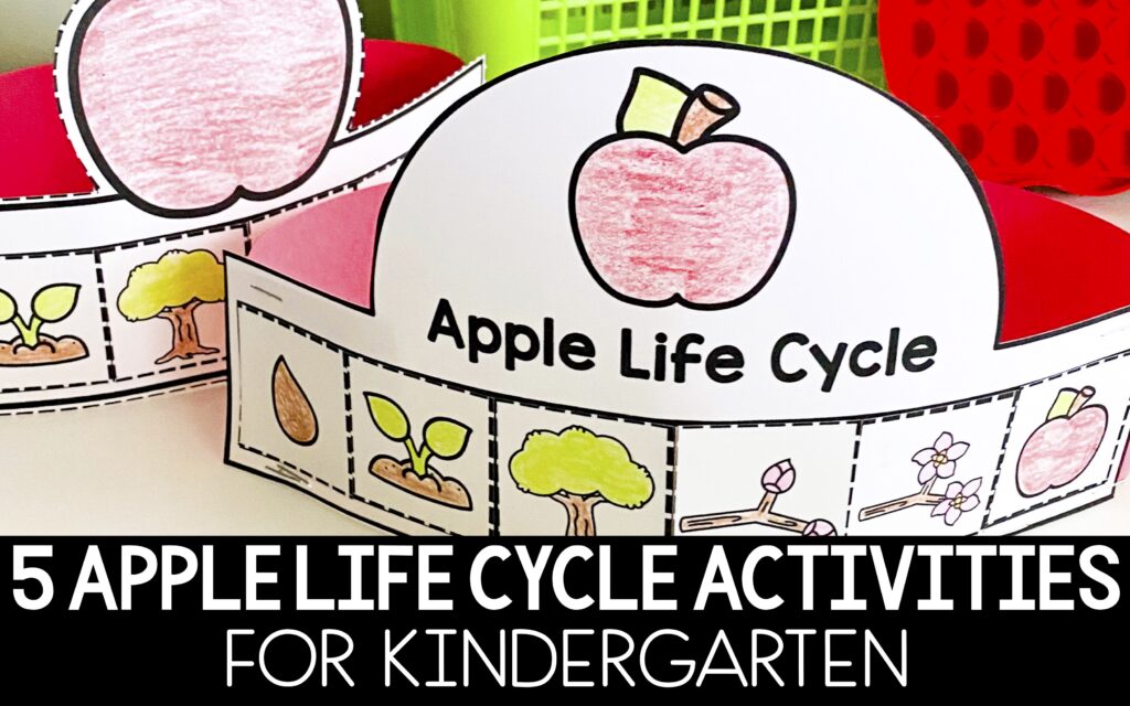 apple life cycle activities for kindergarten