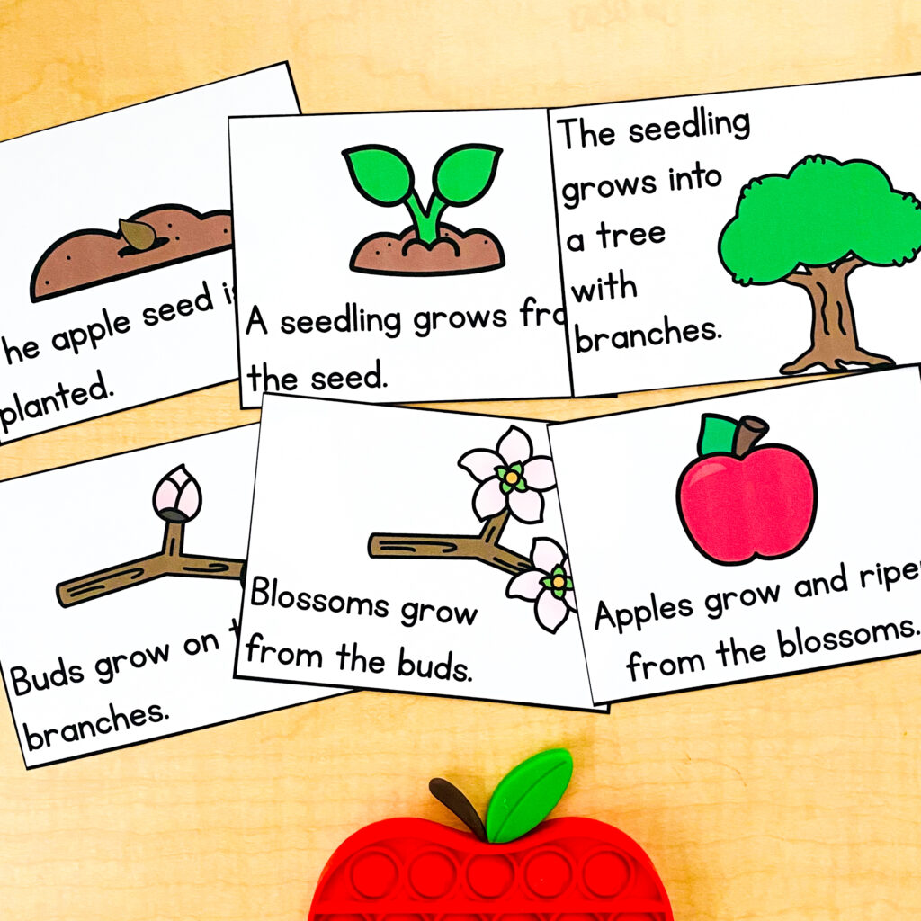 apple life cycle sequencing activities for kindergarten