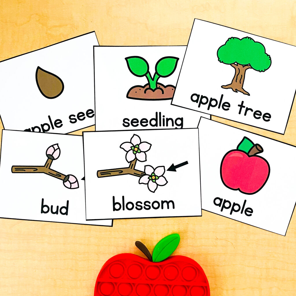 apple life cycle vocabulary cards for kindergarten