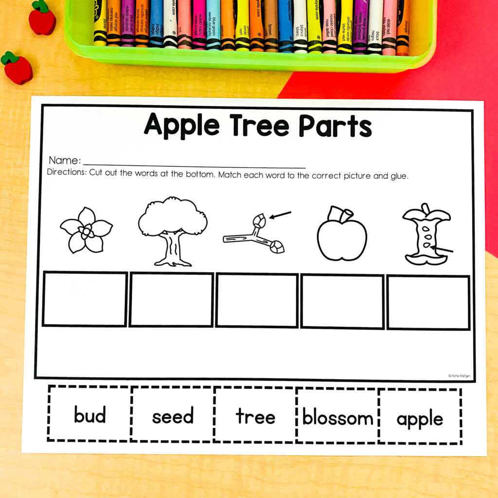 apple life cycle printable activities for kindergarten
