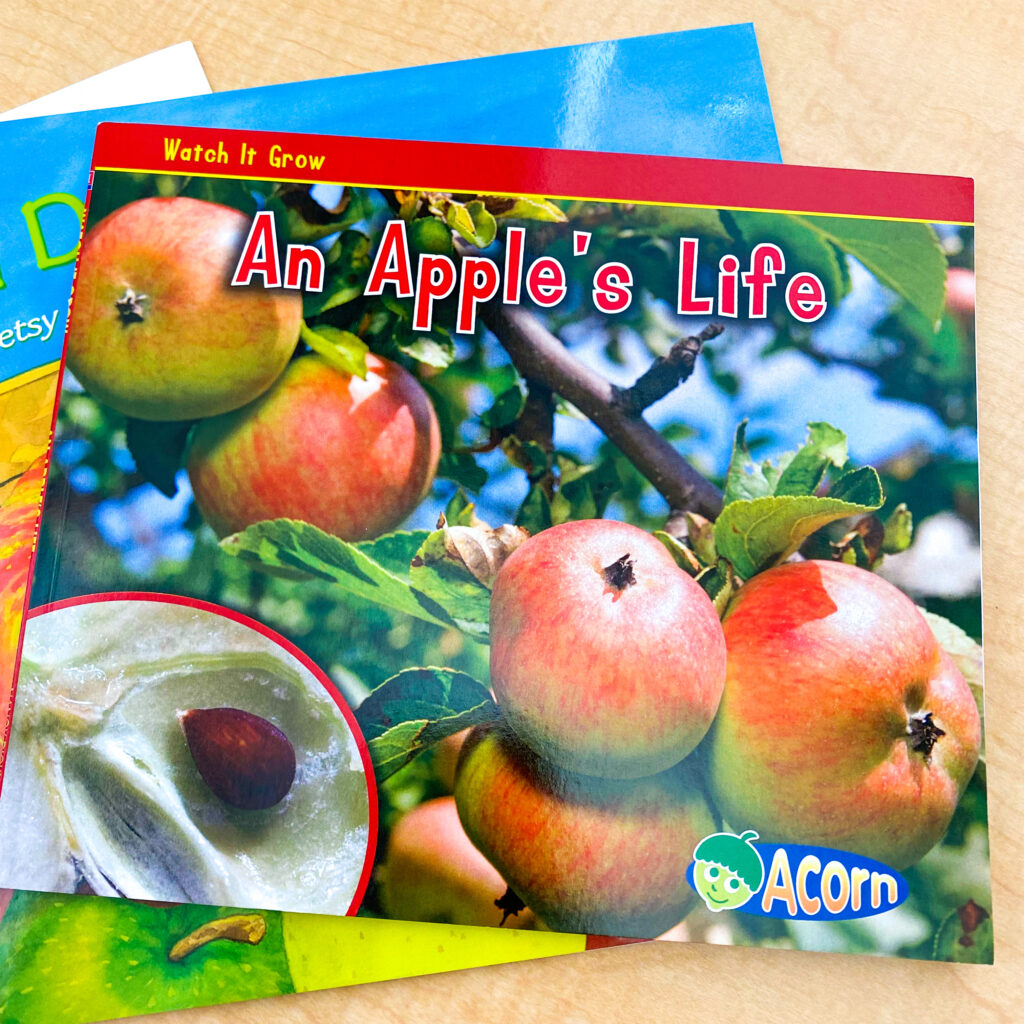 apple life cycle activities for kindergarten