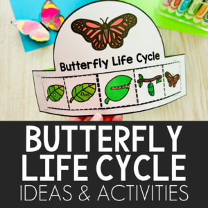 life cycle of butterfly for kindergarten